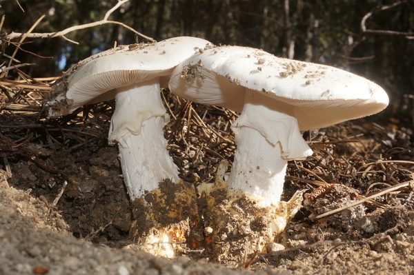 Крымский горный гриб фото и описание